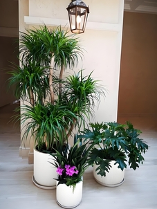 宁波鄞州盆景租摆服务好 宁波鄞州盆景租摆服务好